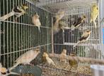 22 stuks harlekijn kanaries van 23 en 24 in een koop, Dieren en Toebehoren, Vogels | Kanaries, Meerdere dieren, Kleurkanarie