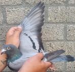 Postduif A. Mulder & Zn., Dieren en Toebehoren, Vogels | Duiven, Vrouwelijk, Postduif