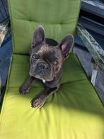 Franse bulldog dek reu(niet te koop), Dieren en Toebehoren, Honden | Dekreuen, Rabiës (hondsdolheid), Reu, 1 tot 2 jaar, Eén hond
