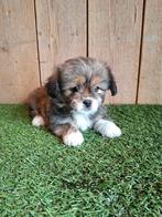 Zeer mooie speelse boomer pups., Parvo, Overige rassen, 8 tot 15 weken, Meerdere