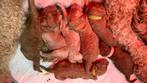 Te koop medium labradoodle puppy’s, Dieren en Toebehoren, Overige rassen, CDV (hondenziekte), 8 tot 15 weken, Meerdere