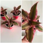 Cryptanthus ‘Pink Earth Star ‘ baby’s plantjes. Prijs p/s., Overige soorten, Minder dan 100 cm, Ophalen of Verzenden, Volle zon