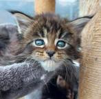 Maine coon kittens met Felikat stamboom, nog 3 beschikbaar, Meerdere dieren