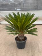 Cycas revoluta p 40 cm h 120 cm, Ophalen, Overige soorten, Volle zon