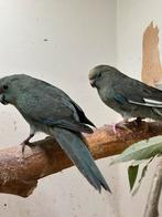 Laatste 2 Kakariki poppen van 2025, Dieren en Toebehoren, Vogels | Parkieten en Papegaaien, Vrouwelijk, Parkiet, Geringd