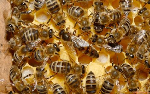 Buckfast sterk bijenvolk 11 raams  nieuwe Segenberger kast., Dieren en Toebehoren, Insecten en Spinnen, Bijen