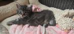 Nog 2 mainecoon kittens te koop, Meerdere dieren, Ontwormd