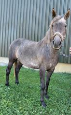 Lieve 3 jarige D pony merrie, Dieren en Toebehoren, Merrie, Recreatiepaard