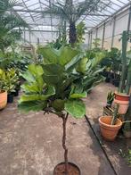 Ficus lyrata / tabaksplant op stam, Overige soorten, 100 tot 250 cm, Zomer, Ophalen