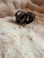 Mini labradoodle, Dieren en Toebehoren, Honden | Chihuahua's en Gezelschapshonden, Rabiës (hondsdolheid), 8 tot 15 weken, Meerdere