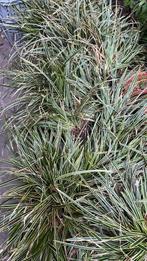 Carex, Ophalen, Siergrassen, Halfschaduw