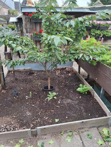 Fruitbomen tuinbomen tuininrichting kersenboom beschikbaar voor biedingen