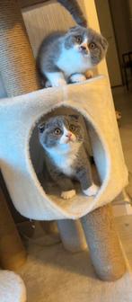 Twee lieve poesjes beschikbaar, Dieren en Toebehoren, Katten en Kittens | Raskatten | Korthaar, Ontwormd, 0 tot 2 jaar