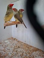 Binsenastrilden, Meerdere dieren, Wildzangvogel, Geringd