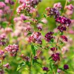 Wilde marjolein | Origanum vulgare | inheems, Ophalen, Volle zon, Vaste plant, Kruiden