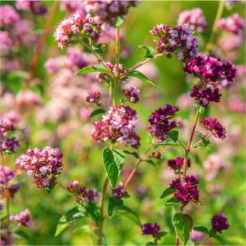 Wilde marjolein | Origanum vulgare | inheems beschikbaar voor biedingen