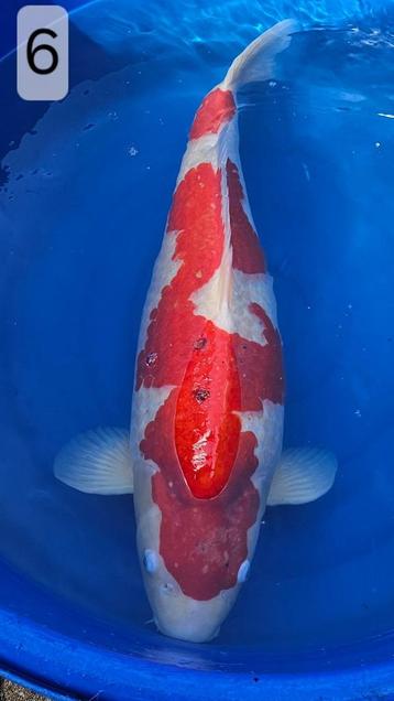 Kohaku - Hoshikin - 71cm - female beschikbaar voor biedingen