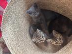 Britse korthaar kittens