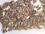 Kakkerlakken Dubia Blaptica, Overige soorten, 0 tot 2 jaar