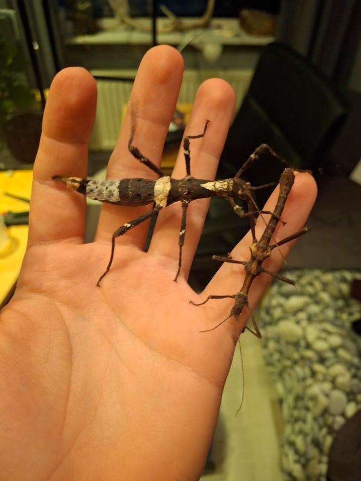 Eitjes Sungaya inexpectata Psg 195, Dieren en Toebehoren, Insecten en Spinnen, Wandelende tak