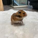 Syrische goudhamster, Dieren en Toebehoren, Knaagdieren, Hamster, Mannelijk, Mei, Tam