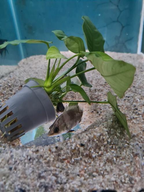 Datnioides Polota, tijgerbaars, Dieren en Toebehoren, Vissen | Aquariumvissen, Zoetwatervis, Vis