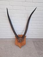 Gazelle spiesbok impala gemsbok hoorns gewei taxidermi, Ophalen