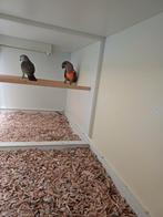 Te koop koppel  roodbuikpapegaaien, Dieren en Toebehoren, Meerdere dieren