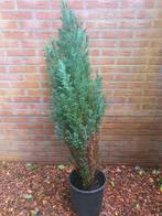 conifeer Chinese jeneverbes, Ophalen, Conifeer, 100 tot 250 cm