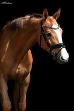 Knappe merrie, Dieren en Toebehoren, Merrie, B, 7 tot 10 jaar, Recreatiepaard