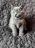 Lieve Britse korthaar kittens te koop, Dieren en Toebehoren, Katten en Kittens | Raskatten | Korthaar, Meerdere dieren, Ontwormd