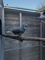 Birminghamroller roller duif, Dieren en Toebehoren, Vogels | Duiven, Vrouwelijk, Tuimelaar of Roller