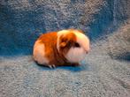 CH teddy 2 zusjes en 2 broertjes., Dieren en Toebehoren, Knaagdieren, Augustus, Vrouwelijk, Cavia