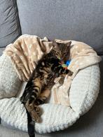 Bijzondere Bengaal Siemba zoekt een liefdevol huisje, Dieren en Toebehoren, Kater