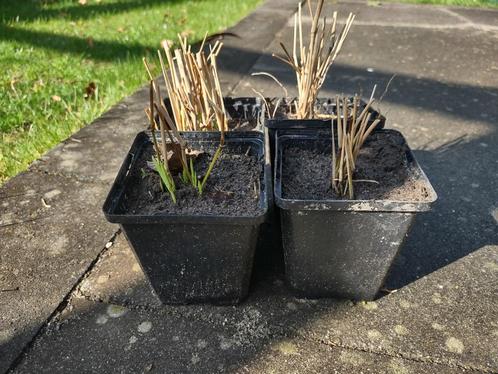 Pijpenstrootje (Molinia caerulea; siergras), Tuin en Terras, Planten | Tuinplanten, Vaste plant, Siergrassen, Halfschaduw, Zomer