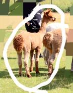 Alpaca hengst, Dieren en Toebehoren, Overige Dieren, Juni, Mannelijk