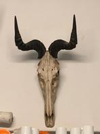 Te koop; schedel  kongoni hartebeest opgezette, Verzamelen, Ophalen of Verzenden, Gebruikt, Overige soorten, Opgezet dier