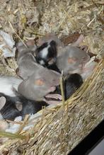 Kleurmuizen te koop, Dieren en Toebehoren, Knaagdieren, September, Meerdere dieren, Muis