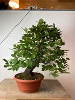 Carpinus betulus bonsai haagbeuk., Tuin en Terras, Ophalen, Bloeit niet, Halfschaduw, Overige soorten