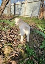 ZEER LIEF JONG TEEFJE BONNY ZOEKT HAAR FAMILIE, Particulier, Rabiës (hondsdolheid), 15 weken tot 1 jaar, Buitenland