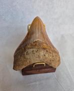 Fraaie Megalodon tand - 11 cm, Verzamelen, Verzenden, Fossiel
