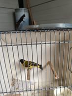 Te koop Zwartkopsijs, Dieren en Toebehoren, Vogels | Overige Vogels, Mannelijk, Tropenvogel