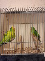 Koppel citroen parkieten, Dieren en Toebehoren, Vogels | Parkieten en Papegaaien, Meerdere dieren, Parkiet