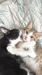 Kittens, Meerdere dieren