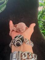 Devon Rex/Sphynx kittens.., Meerdere dieren, Gechipt, 0 tot 2 jaar