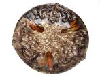 Fruit Bowl, Gebruikt, Porselein of Keramiek, Schaal, Rond