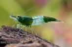 Pre order: rili green Neocaridina garnaal - garnalen, Dieren en Toebehoren, Kreeft, Krab of Garnaal, Zoetwatervis