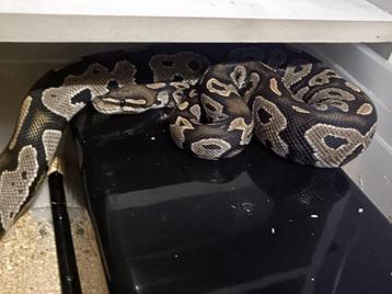 ball python 1.0 Black Head Ghost beschikbaar voor biedingen