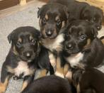 pups border collie en working kelpie, Dieren en Toebehoren, CDV (hondenziekte), 8 tot 15 weken, Collie, Meerdere
