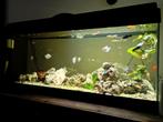 Compleet aquarium zonder vissen., Dieren en Toebehoren, Zo goed als nieuw, Ophalen, Leeg aquarium